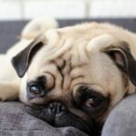 The Top 10 Canine Companions for Compact Living Spaces