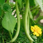 Unlocking the Mystery: Secrets and Techniques for a Bountiful Green Bean Harvest