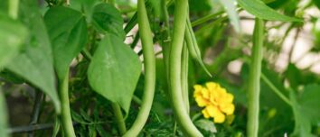 Unlocking the Mystery: Secrets and Techniques for a Bountiful Green Bean Harvest