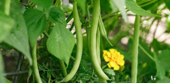 Unlocking the Mystery: Secrets and Techniques for a Bountiful Green Bean Harvest