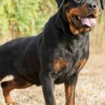 Top 5 Guard Dogs: The Ultimate Protectors for Your Safety