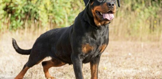 Top 5 Guard Dogs: The Ultimate Protectors for Your Safety