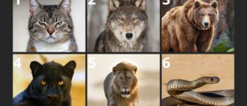 Discover Your Inner Beast: How Choosing an Animal Unveils Your Hidden Personality Traits
