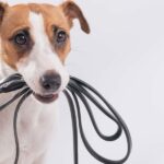 Mastering the Art of Dog Walking: The Ultimate Guide to Your Dog's Ideal Exercise Routine