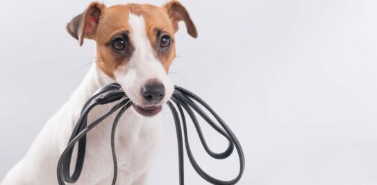 Mastering the Art of Dog Walking: The Ultimate Guide to Your Dog's Ideal Exercise Routine