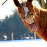 Unveiling the Wild Kingdom: A Fascinating True/False Animal Quiz to Challenge Your Expertise