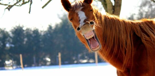 Unveiling the Wild Kingdom: A Fascinating True/False Animal Quiz to Challenge Your Expertise