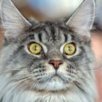 The Majestic Maine Coon: A Comprehensive Guide to the Gentle Giant of the Feline World