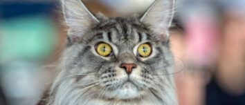 The Majestic Maine Coon: A Comprehensive Guide to the Gentle Giant of the Feline World