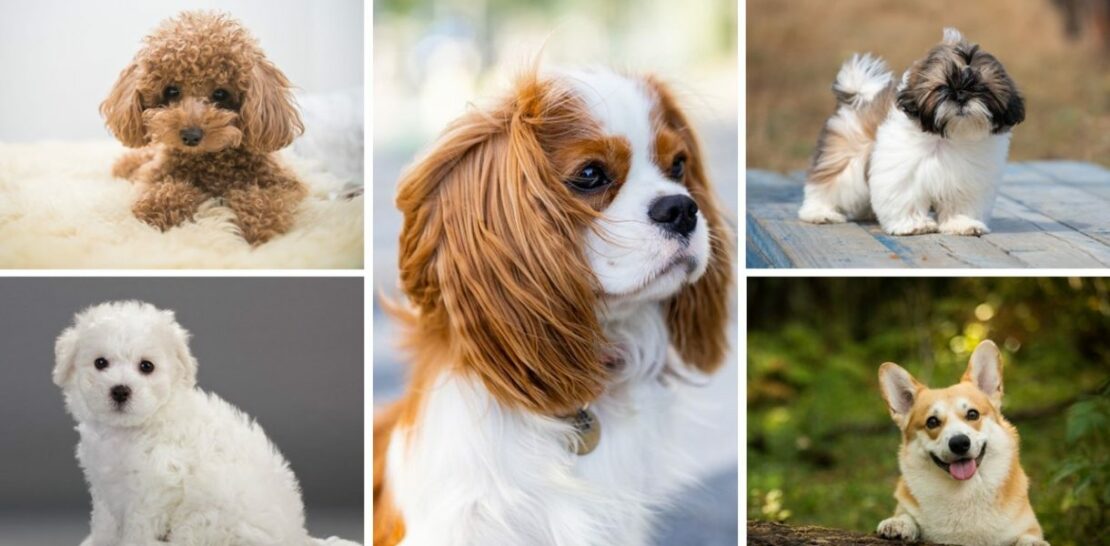 5 Delightful Dog Breeds Perfect for Seniors: Discover Your Ideal Furry Companion for Everyday Living