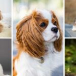 5 Delightful Dog Breeds Perfect for Seniors: Discover Your Ideal Furry Companion for Everyday Living