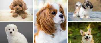 5 Delightful Dog Breeds Perfect for Seniors: Discover Your Ideal Furry Companion for Everyday Living
