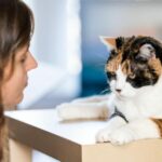 The Hidden Truth: Unraveling the Reasons Why Punishing Your Cat is a Big No-No
