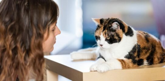 The Hidden Truth: Unraveling the Reasons Why Punishing Your Cat is a Big No-No