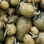 Keep Your Potatoes Fresh and Sprout-Free: Unveiling Grandma's Time-Tested Tips