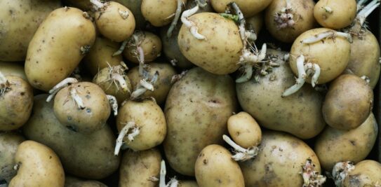 Keep Your Potatoes Fresh and Sprout-Free: Unveiling Grandma's Time-Tested Tips
