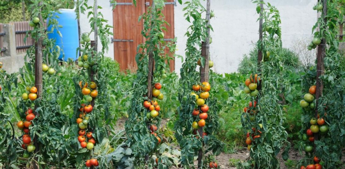 Unlock the Full Potential of Your Vegetable Garden: The Best Companion Plants for Tomatoes