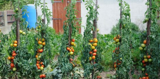 Unlock the Full Potential of Your Vegetable Garden: The Best Companion Plants for Tomatoes