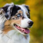 The Ultimate Guide to the Remarkable Australian Shepherd Dog: Character, Health, and Education Essentials