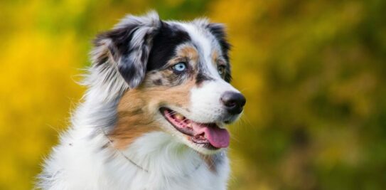 The Ultimate Guide to the Remarkable Australian Shepherd Dog: Character, Health, and Education Essentials