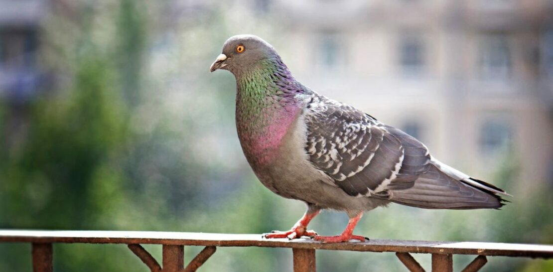 Master the Art of Pigeon Deterrence: Expert Tips to Safeguard Your Balcony