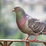 Master the Art of Pigeon Deterrence: Expert Tips to Safeguard Your Balcony