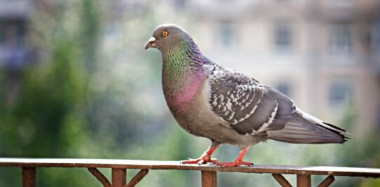 Master the Art of Pigeon Deterrence: Expert Tips to Safeguard Your Balcony