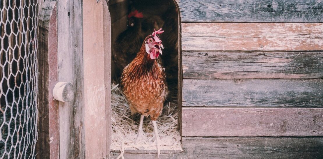 A Hen's Paradise: The Ultimate Guide to Creating the Perfect Henhouse with 10 Breathtaking Tips
