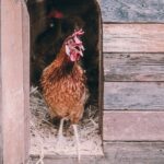 A Hen's Paradise: The Ultimate Guide to Creating the Perfect Henhouse with 10 Breathtaking Tips