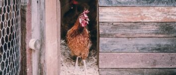 A Hen's Paradise: The Ultimate Guide to Creating the Perfect Henhouse with 10 Breathtaking Tips