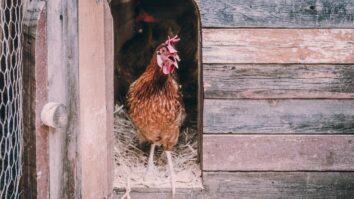 A Hen's Paradise: The Ultimate Guide to Creating the Perfect Henhouse with 10 Breathtaking Tips