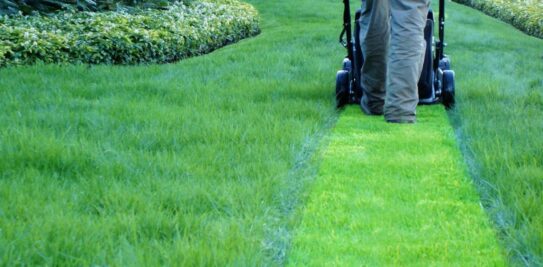 Winter Lawn Care Mastery: Unlocking the Secrets to a Stunning Spring Lawn