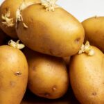 The Sprouted Potato Conundrum: To Eat or Not to Eat?