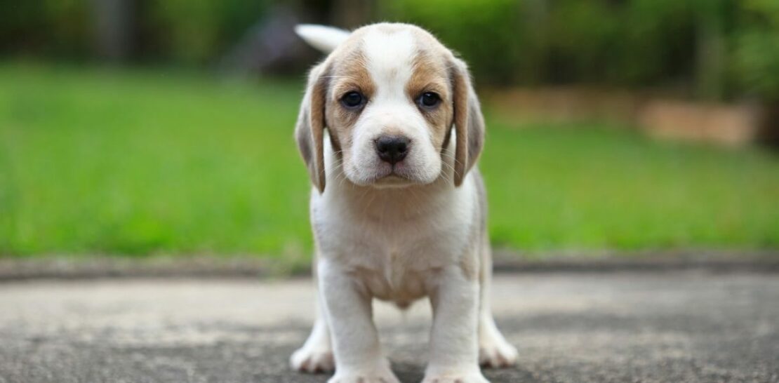 Top 10 Sweetest and Most Affectionate Dog Breeds to Melt Your Heart