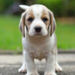 Top 10 Sweetest and Most Affectionate Dog Breeds to Melt Your Heart