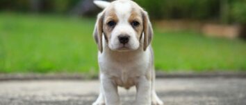 Top 10 Sweetest and Most Affectionate Dog Breeds to Melt Your Heart