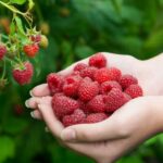 Planting the Perfect Companions: Maximizing the Benefits of Raspberry Bushes in Your Garden