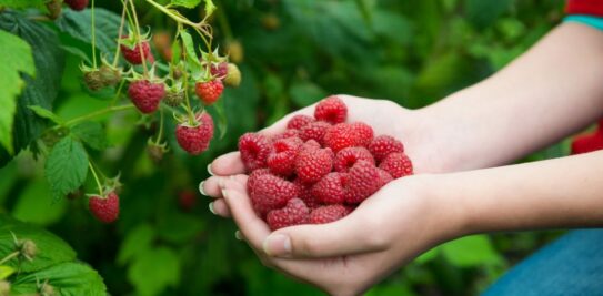 Planting the Perfect Companions: Maximizing the Benefits of Raspberry Bushes in Your Garden