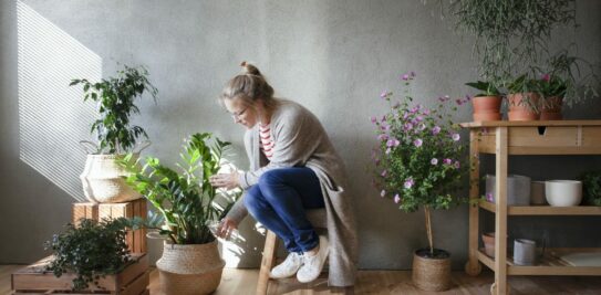 Unearth Prosperity and Luck: 5 Houseplants That Attract Good Fortune