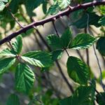 Eliminate Brambles for Good: 5 Proven Methods to Keep Your Garden Tangle-Free