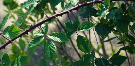 Eliminate Brambles for Good: 5 Proven Methods to Keep Your Garden Tangle-Free