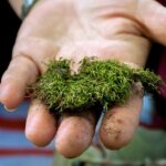 The Comprehensive Guide to Removing Moss from Your Lawn: A Specialist's Approach