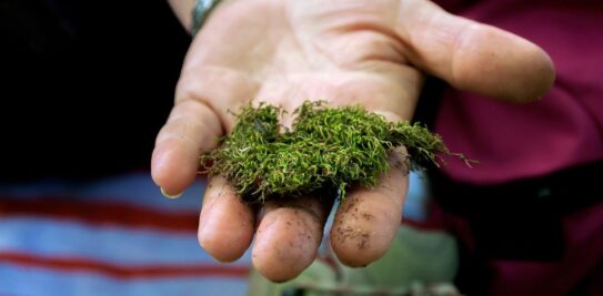 The Comprehensive Guide to Removing Moss from Your Lawn: A Specialist's Approach