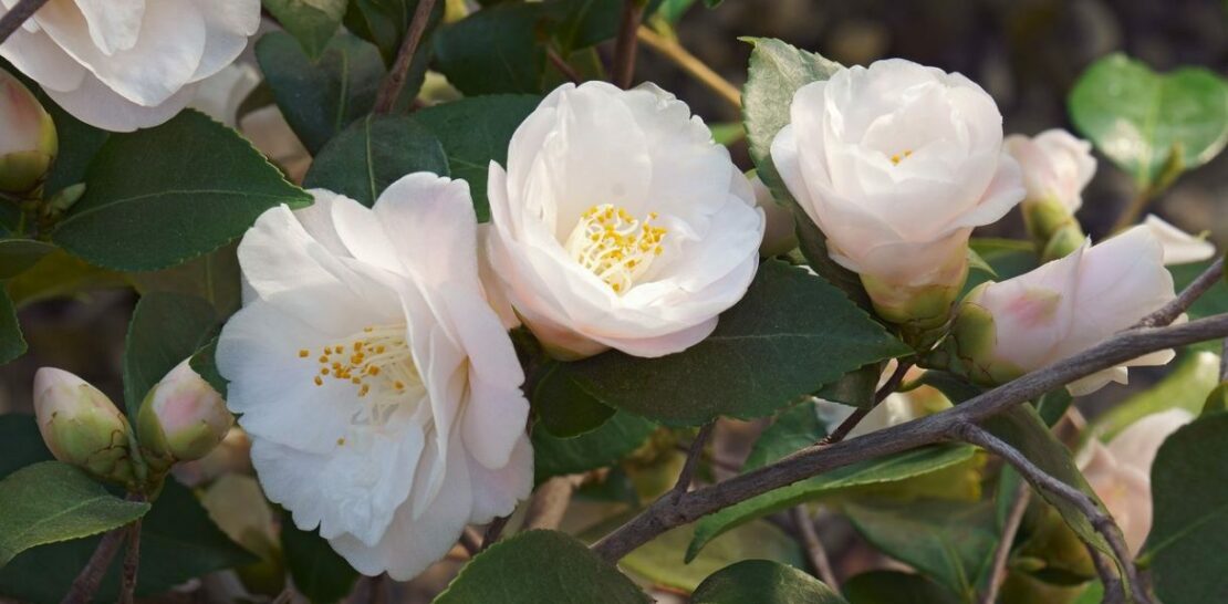 Unveiling the Secrets of Your Birth Flower: Unlocking the Connection to Your Lifestyle