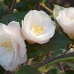 Unveiling the Secrets of Your Birth Flower: Unlocking the Connection to Your Lifestyle