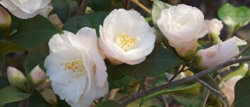 Unveiling the Secrets of Your Birth Flower: Unlocking the Connection to Your Lifestyle