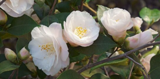 Unveiling the Secrets of Your Birth Flower: Unlocking the Connection to Your Lifestyle