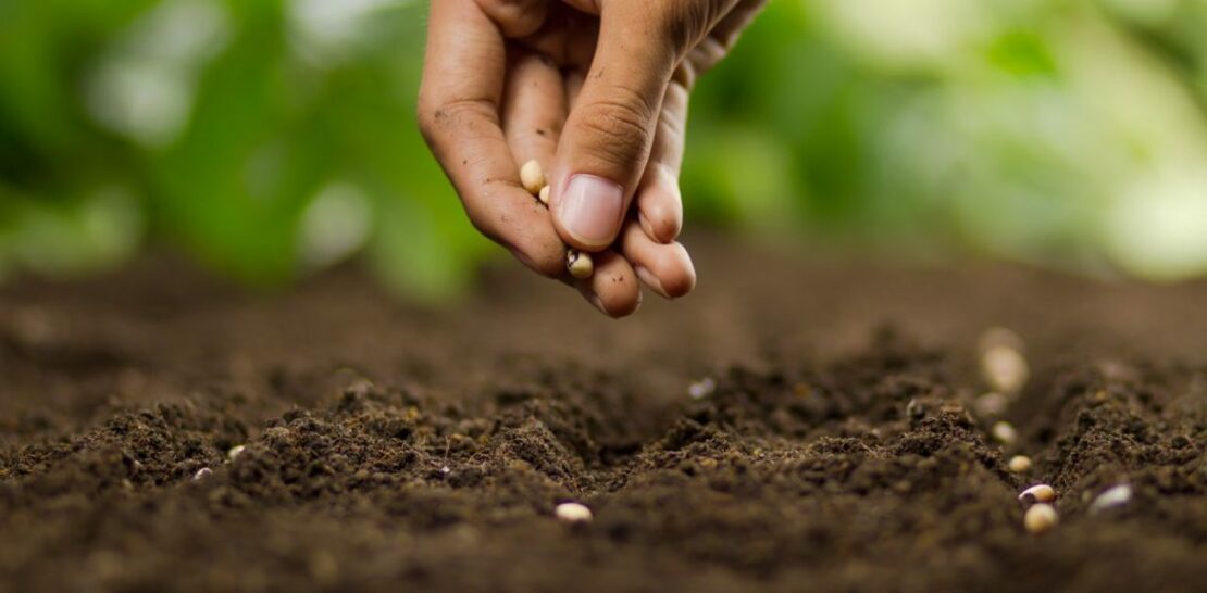 7 Marvelous Vegetables to Sow and Plant in Your Garden this February