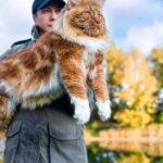 The Magnificent Seven: Unveiling the World's Largest and Most Surprising Cat Breeds