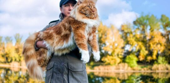The Magnificent Seven: Unveiling the World's Largest and Most Surprising Cat Breeds
